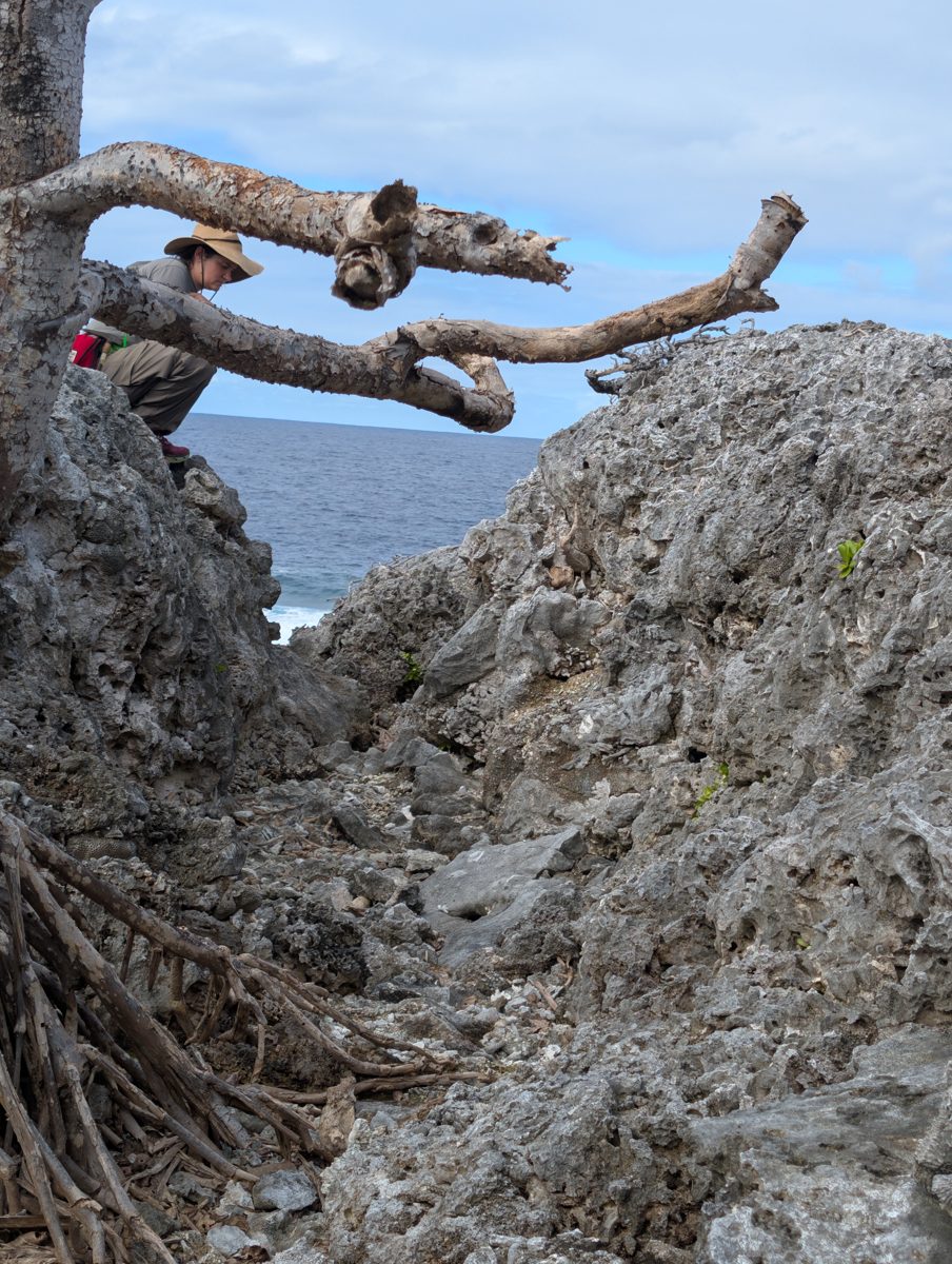 HS115 shoreward framework transect: Transect began at the reef edge with preserved framework, Porites-like groups, and encrusters before walking landward toward the second high cliff.