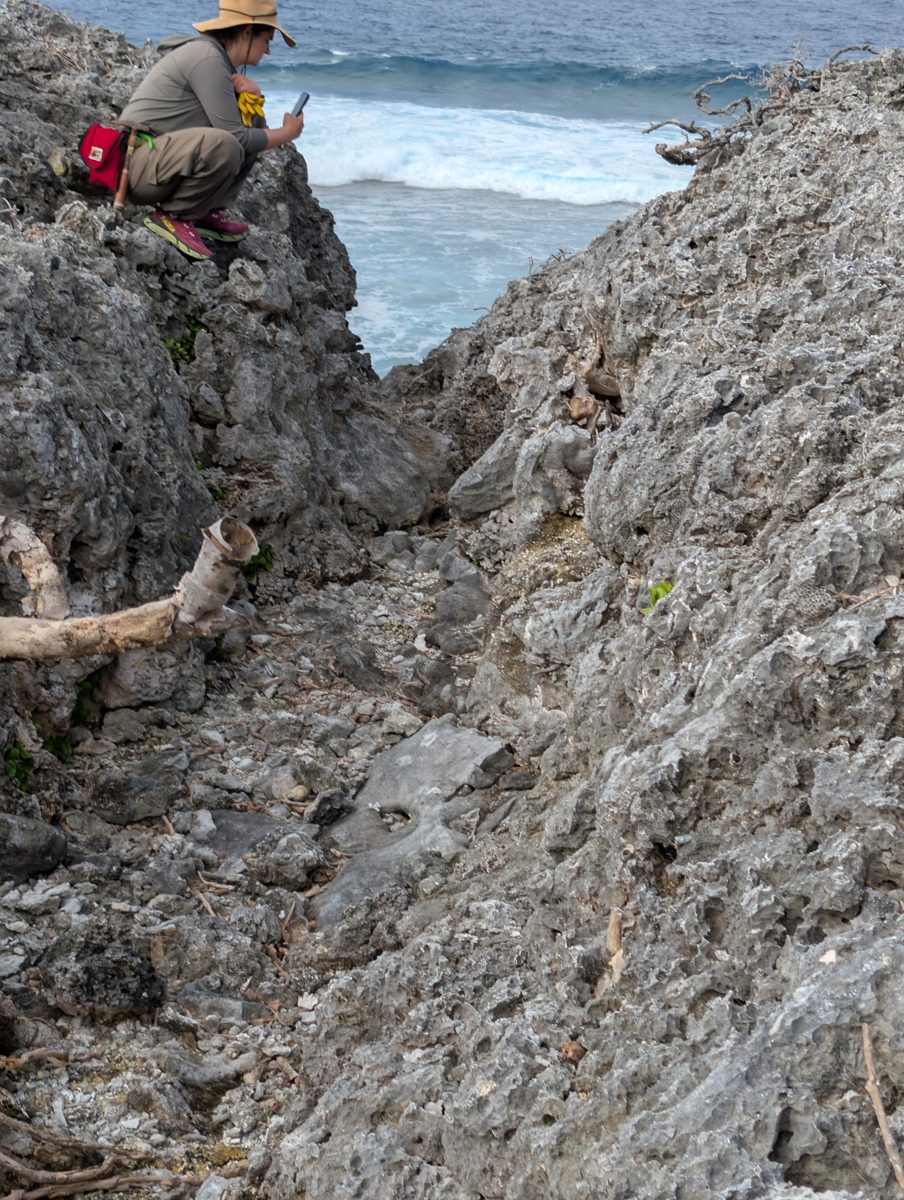 HS115 shoreward framework transect: Transect began at the reef edge with preserved framework, Porites-like groups, and encrusters before walking landward toward the second high cliff.