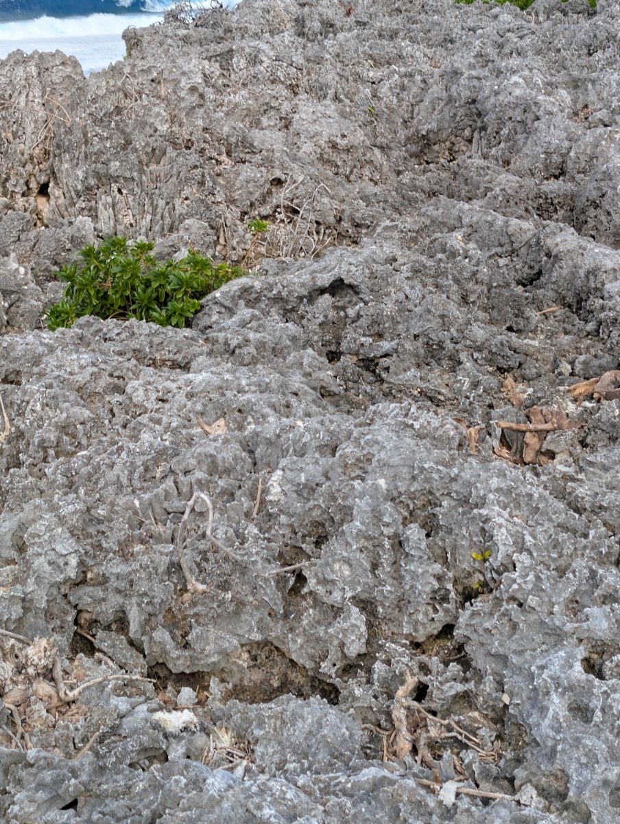 HS115 shoreward framework transect: Transect began at the reef edge with preserved framework, Porites-like groups, and encrusters before walking landward toward the second high cliff.