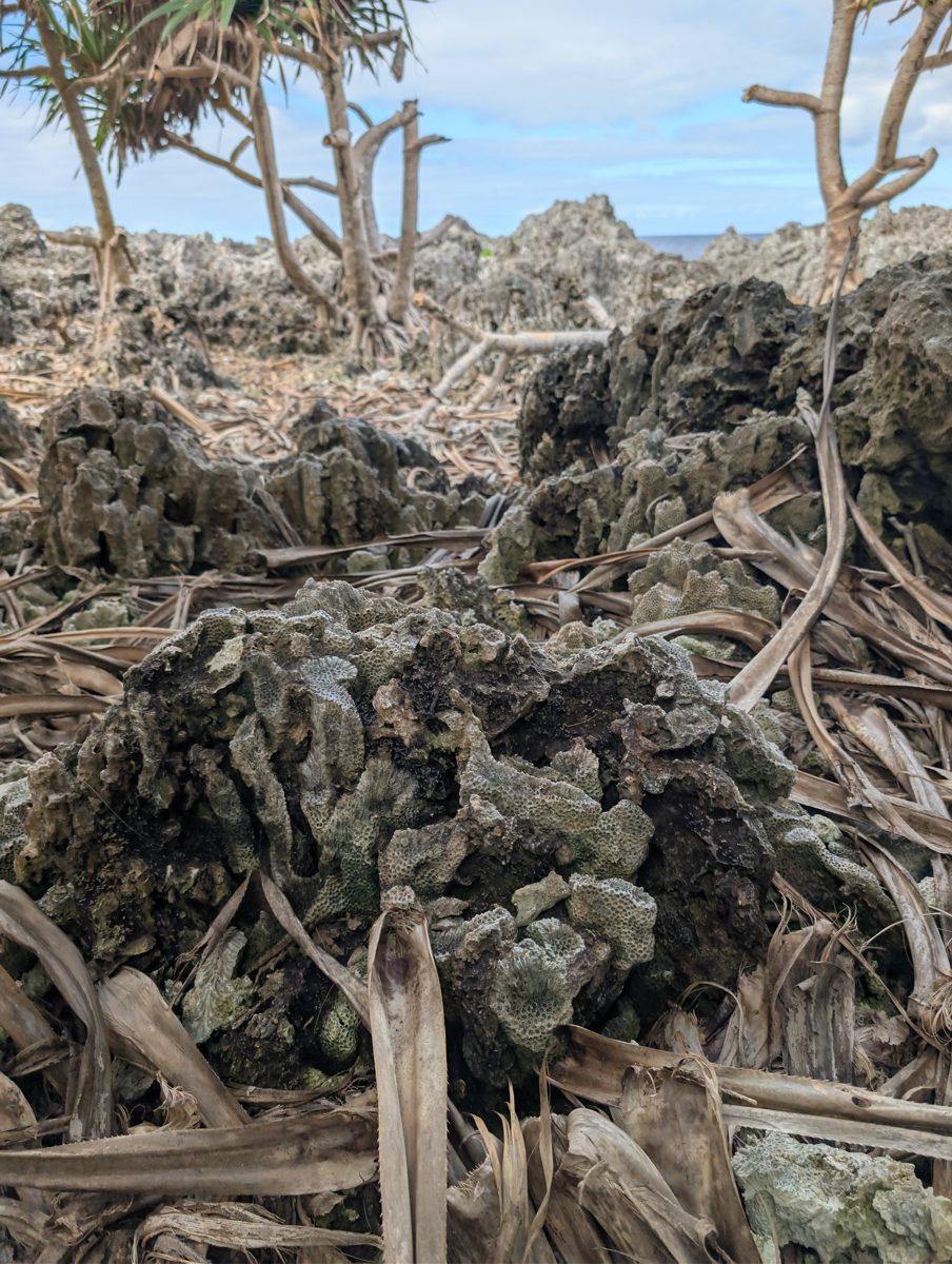 HS115 weathering transition into trees: Weathering changes into the trees may reflect vegetation effects, landward reef position, early cementation, or bioencruster abundance.