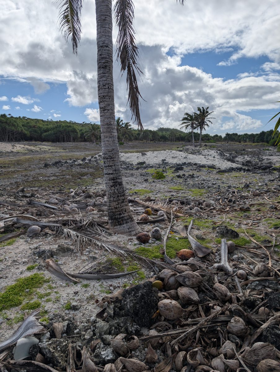 HS115 cleared flat with in-situ corals: Cleared flat contains pits, sand, moved boulders, and still-obvious in-situ large corals, making it a likely tidal-flat surface associated with the first high cliff/MIS 5e reef.
