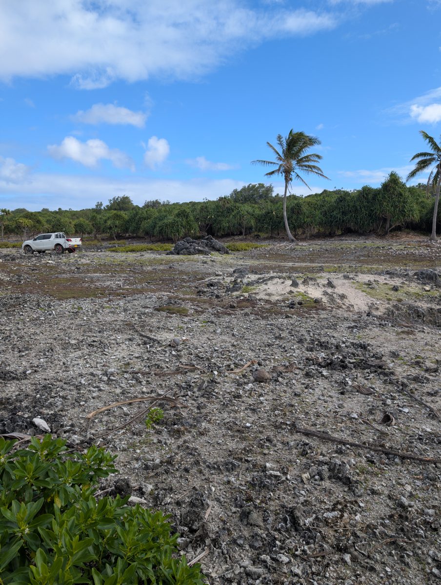 HS115 cleared flat with in-situ corals: Cleared flat contains pits, sand, moved boulders, and still-obvious in-situ large corals, making it a likely tidal-flat surface associated with the first high cliff/MIS 5e reef.