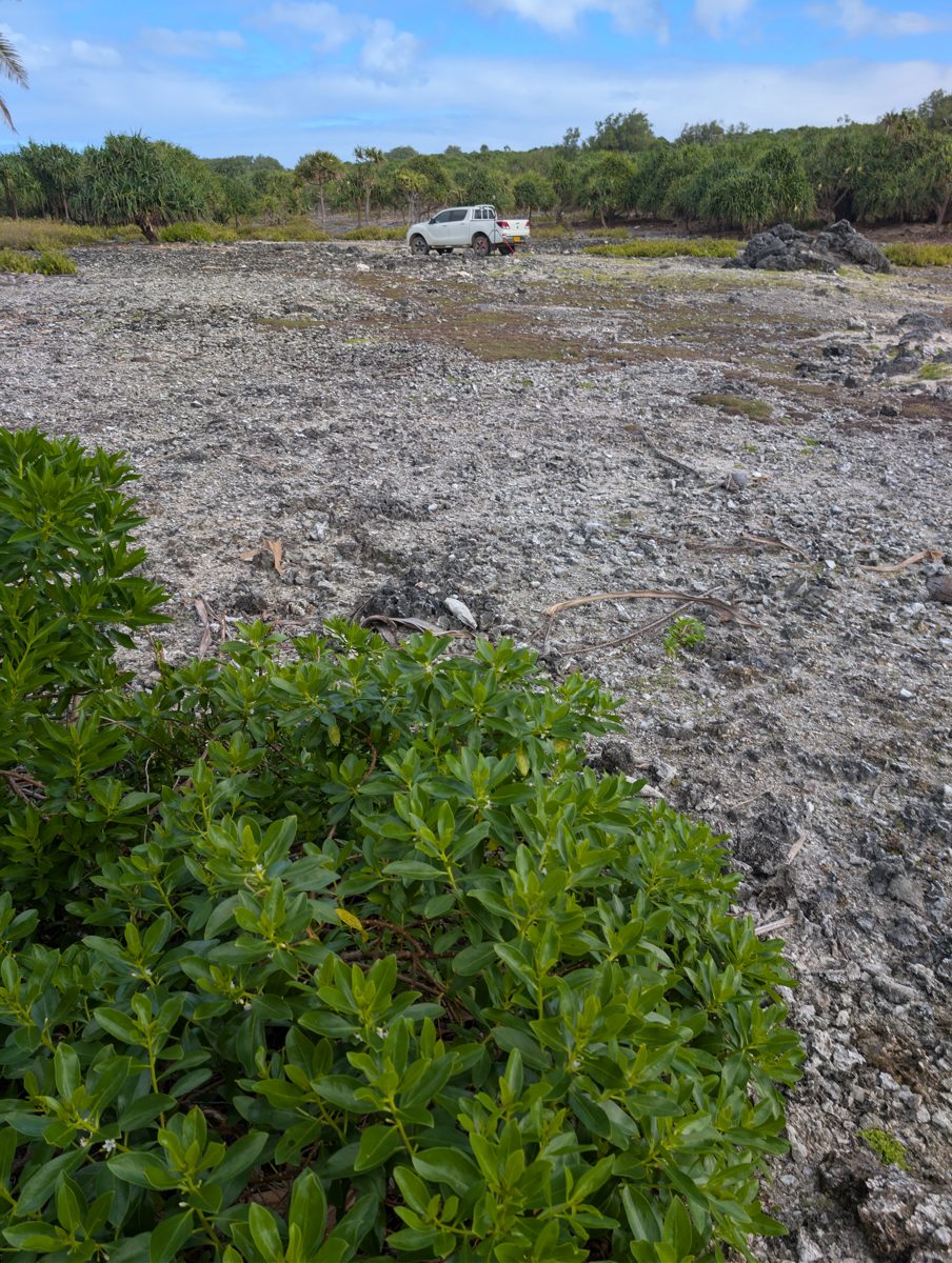 HS115 cleared flat with in-situ corals: Cleared flat contains pits, sand, moved boulders, and still-obvious in-situ large corals, making it a likely tidal-flat surface associated with the first high cliff/MIS 5e reef.