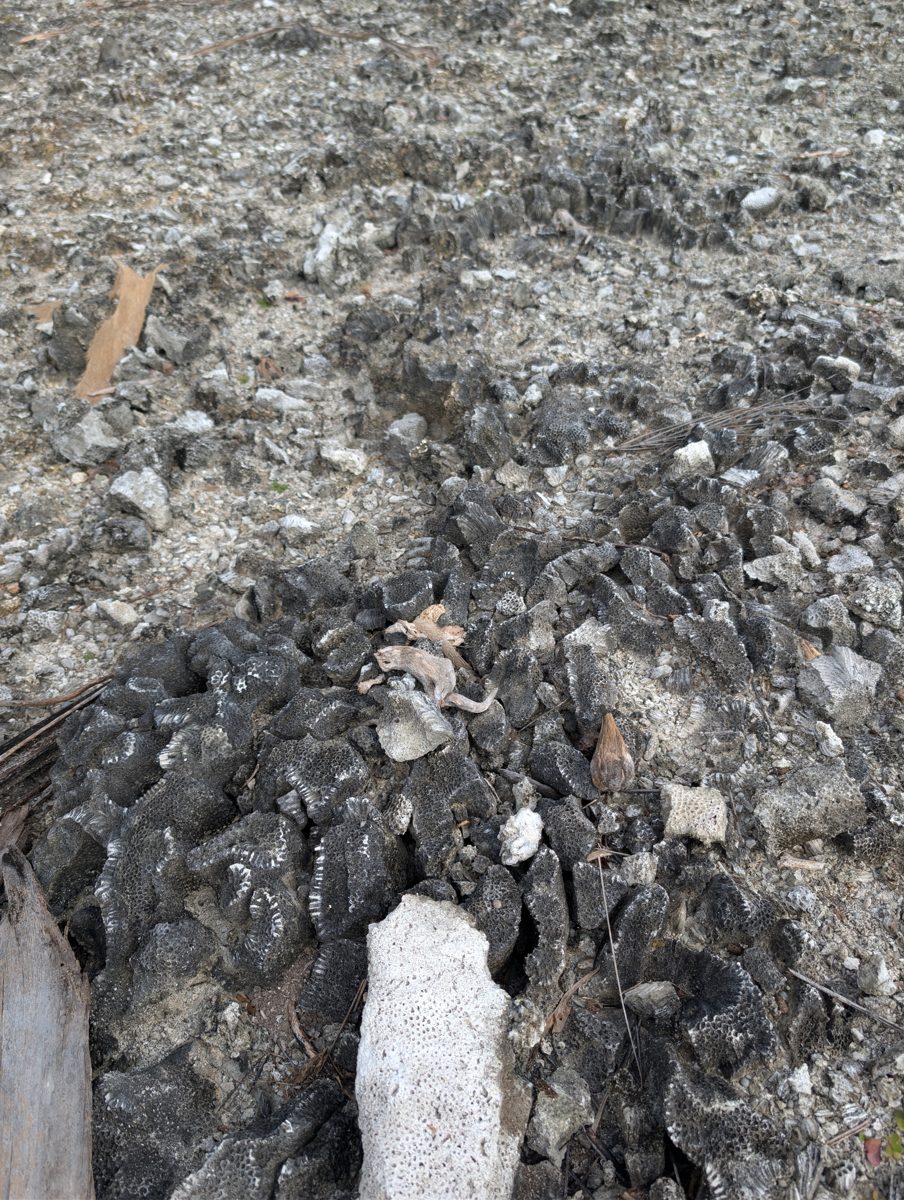 HS115 cleared flat with in-situ corals: Cleared flat contains pits, sand, moved boulders, and still-obvious in-situ large corals, making it a likely tidal-flat surface associated with the first high cliff/MIS 5e reef.