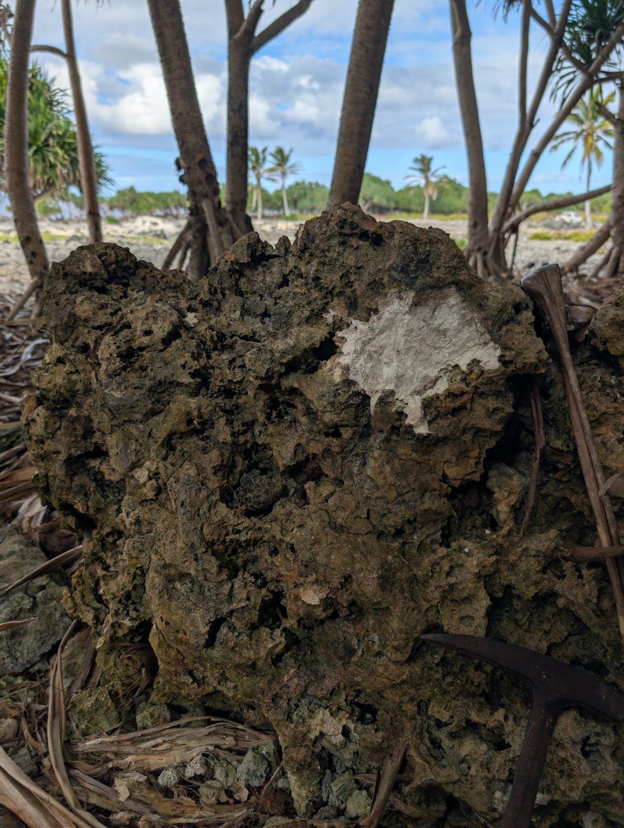 HS115 red mottled carbonate: Meter-scale red, mottled, holey carbonate outcrops under trees contain coral bits and recrystallized texture; vegetation versus primary fabric remains unresolved.