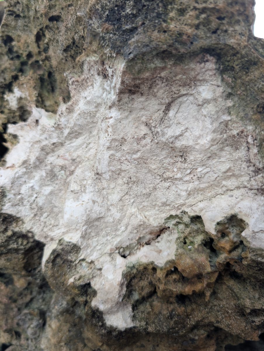 HS115 red mottled carbonate: Meter-scale red, mottled, holey carbonate outcrops under trees contain coral bits and recrystallized texture; vegetation versus primary fabric remains unresolved.