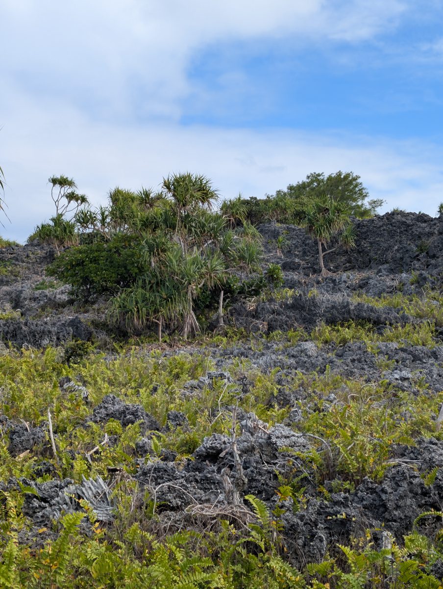 HS115 slope and mounds toward cliff: Photos show gentle slope, tree-separated mounds, and cliff-line topography that require mapping before assigning terrace level.