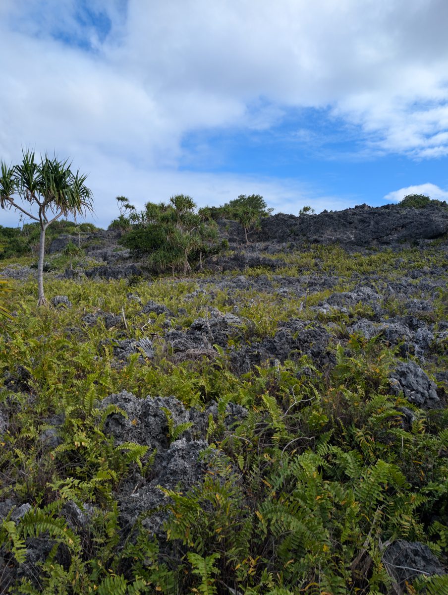 HS115 slope and mounds toward cliff: Photos show gentle slope, tree-separated mounds, and cliff-line topography that require mapping before assigning terrace level.