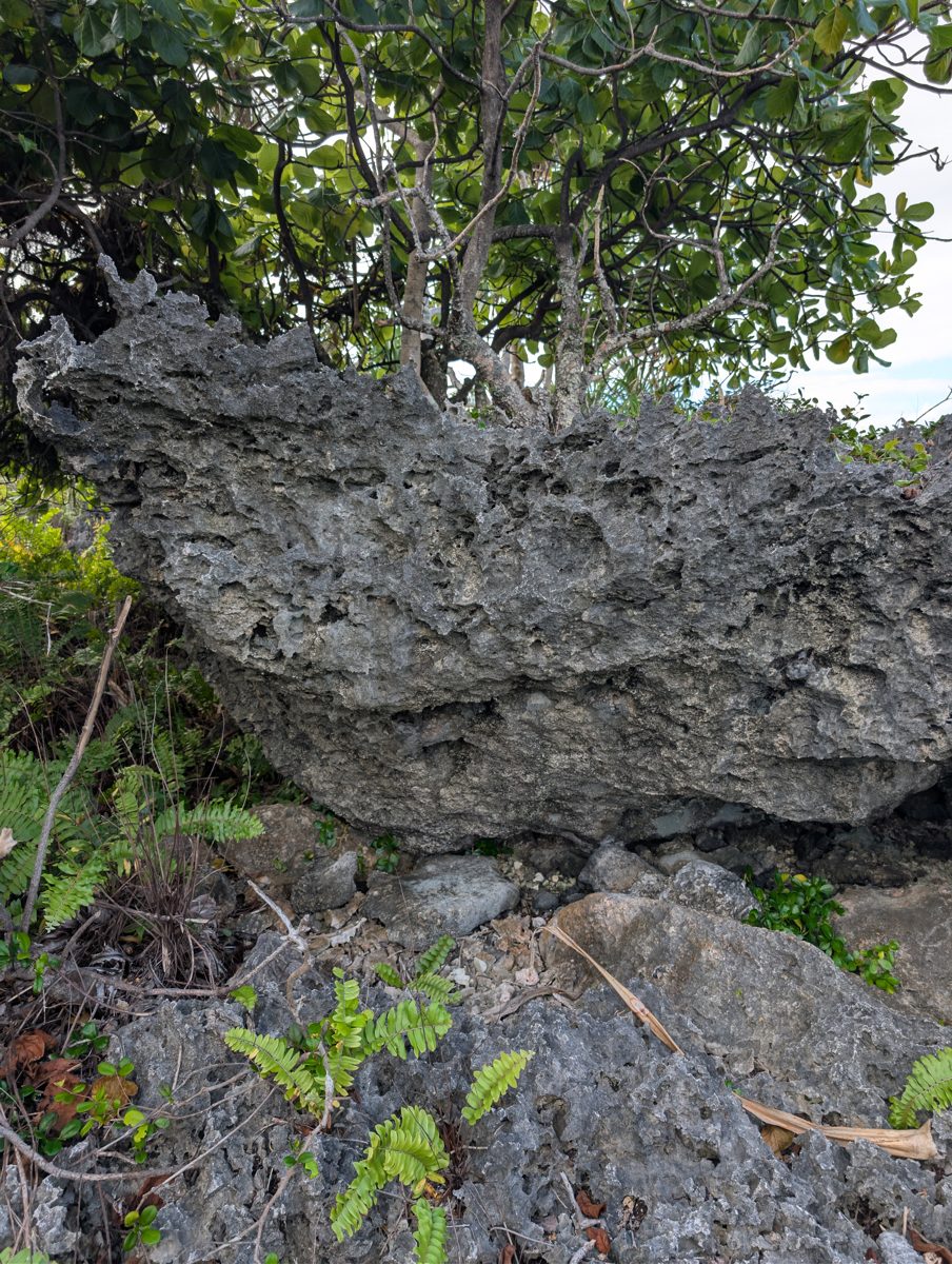 HS115 possible fallen cliff block: Backside of the mound suggests it may be a fallen, flipped piece of cliff rather than in-place reef surface.