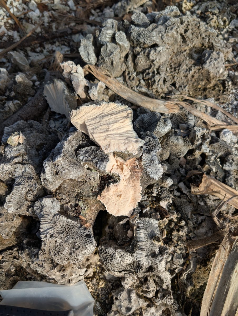 HS115 BD1 source distance: Previous sample came about 10-15 m from the cliff wall on the MIS 5e reef surface.