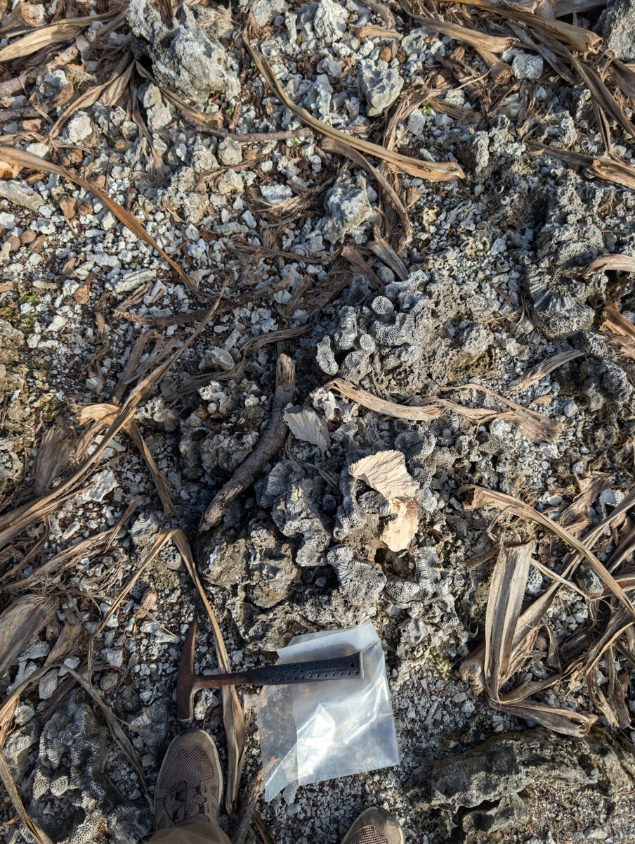 HS115 BD1 source distance: Previous sample came about 10-15 m from the cliff wall on the MIS 5e reef surface.