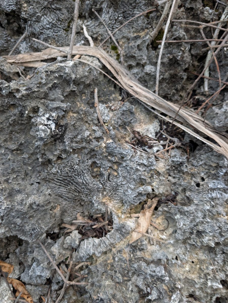 Higher reef near stage 11 cliff: Transect from car to second high cliff found a higher reef with large in-situ corals under Casuarina-like trees, possibly a stage 9 unit abutting the stage 11 cliff.