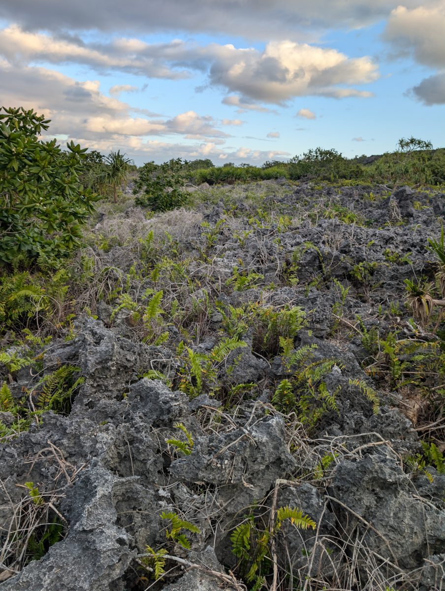 Higher reef near stage 11 cliff: Transect from car to second high cliff found a higher reef with large in-situ corals under Casuarina-like trees, possibly a stage 9 unit abutting the stage 11 cliff.