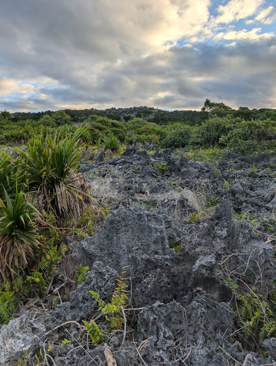 Higher reef near stage 11 cliff: Transect from car to second high cliff found a higher reef with large in-situ corals under Casuarina-like trees, possibly a stage 9 unit abutting the stage 11 cliff.