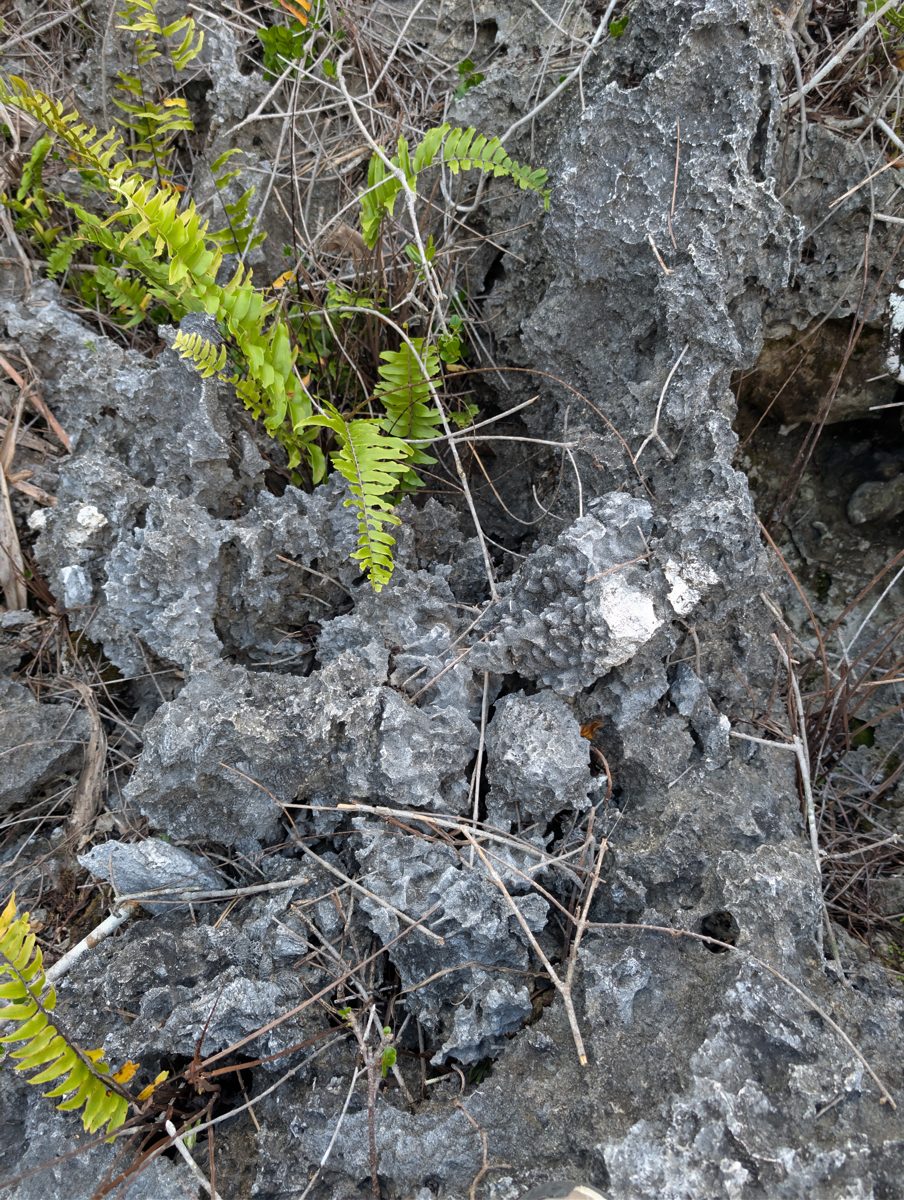 Blue carbonate coral-bearing transition: Highest rocks step down into smoother blue carbonate with corals, possibly the same coral-bearing unit seen earlier but better developed here.