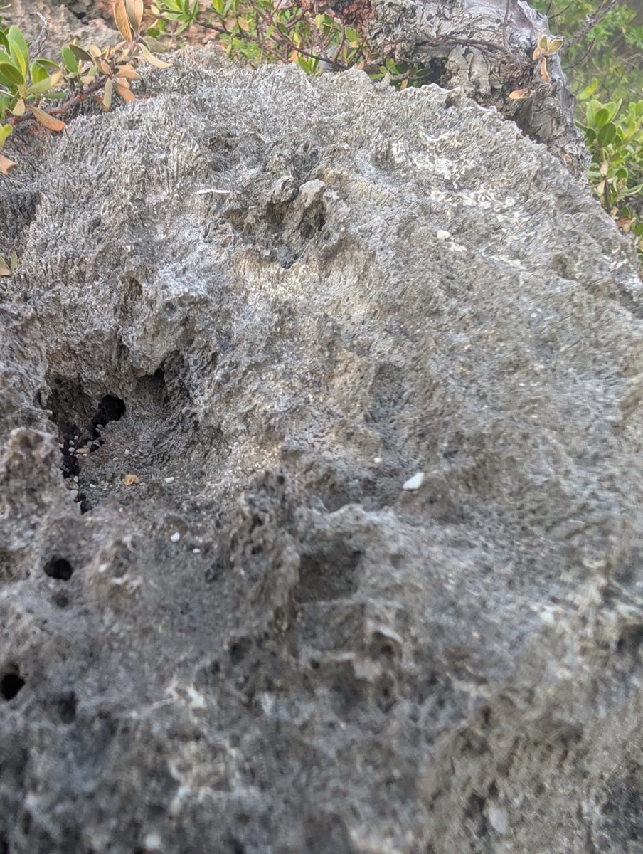 Tukuna weathered outcrop top: A weathered or bioencrusted outcrop top may represent a different unit or subenvironment, but the relation is unresolved.