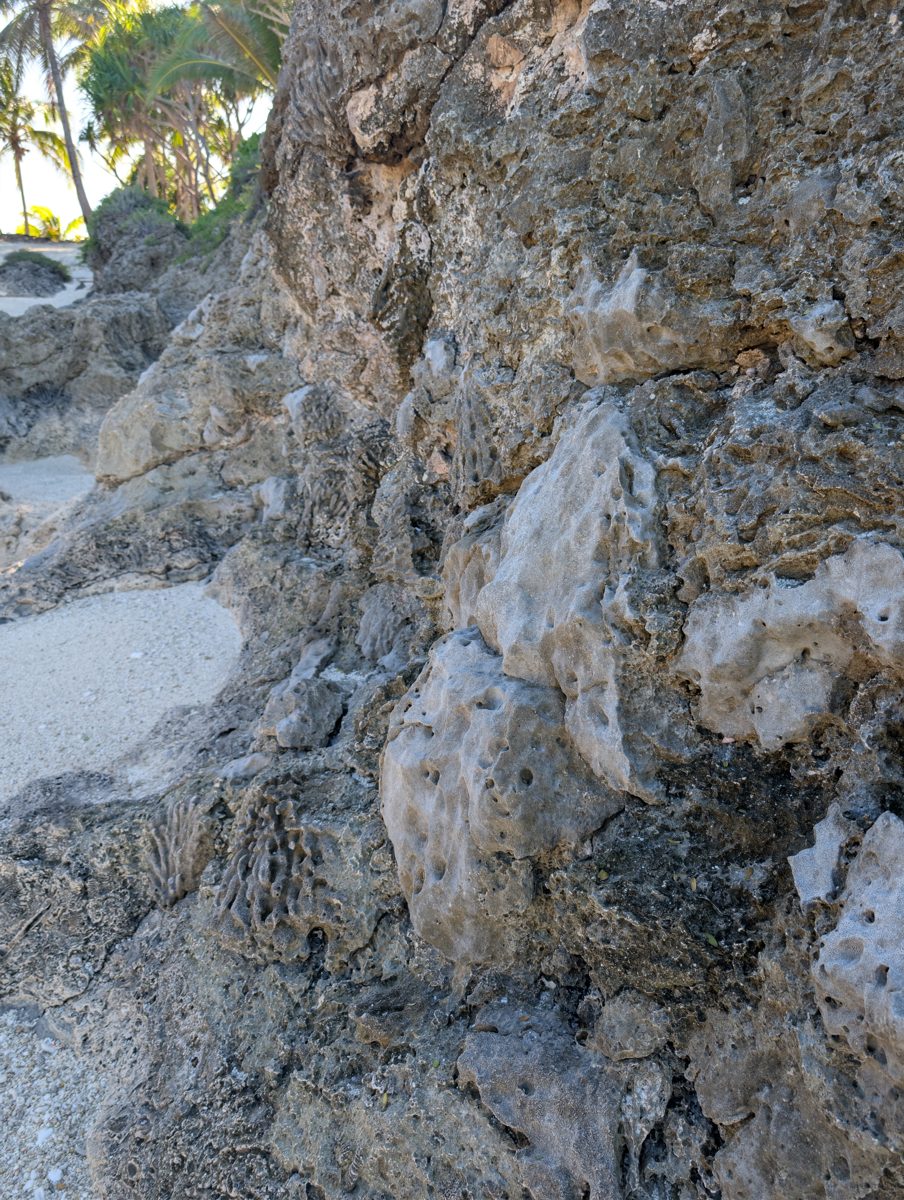 Porites along groove walls: Porites-like or encrusting colonies commonly grow along groove walls.