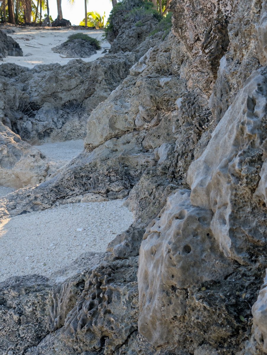 Porites along groove walls: Porites-like or encrusting colonies commonly grow along groove walls.
