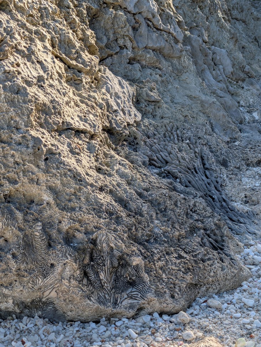 Porites along groove walls: Porites-like or encrusting colonies commonly grow along groove walls.