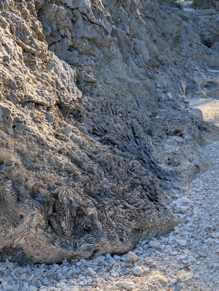 Porites along groove walls: Porites-like or encrusting colonies commonly grow along groove walls.