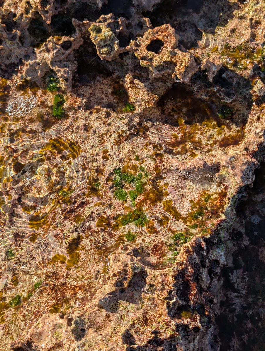 Reef-flat algae and encrusters: High-energy reef-flat photos show red calcareous crusts, green algae, and few larger corals.