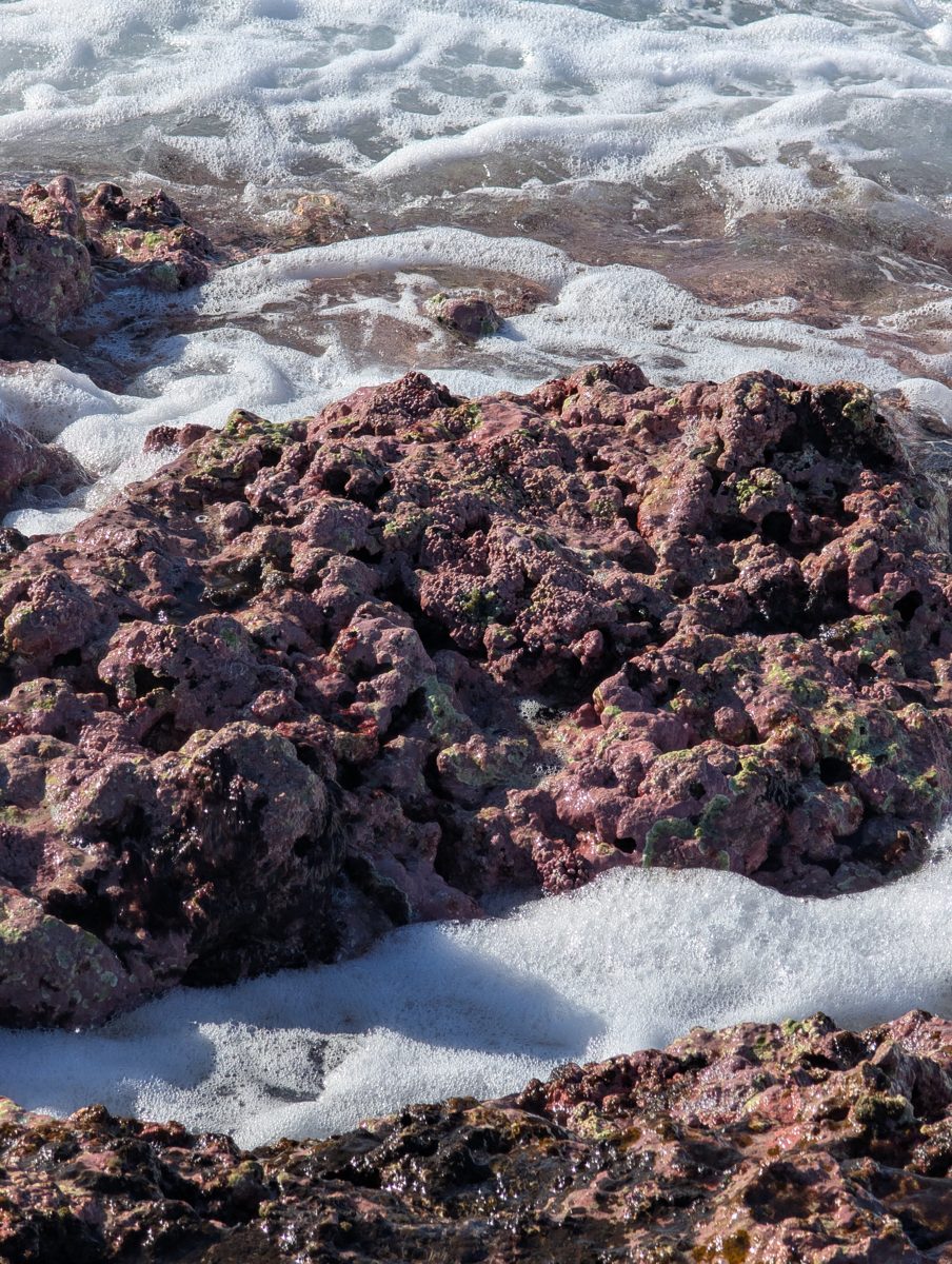 Reef-flat algae and encrusters: High-energy reef-flat photos show red calcareous crusts, green algae, and few larger corals.