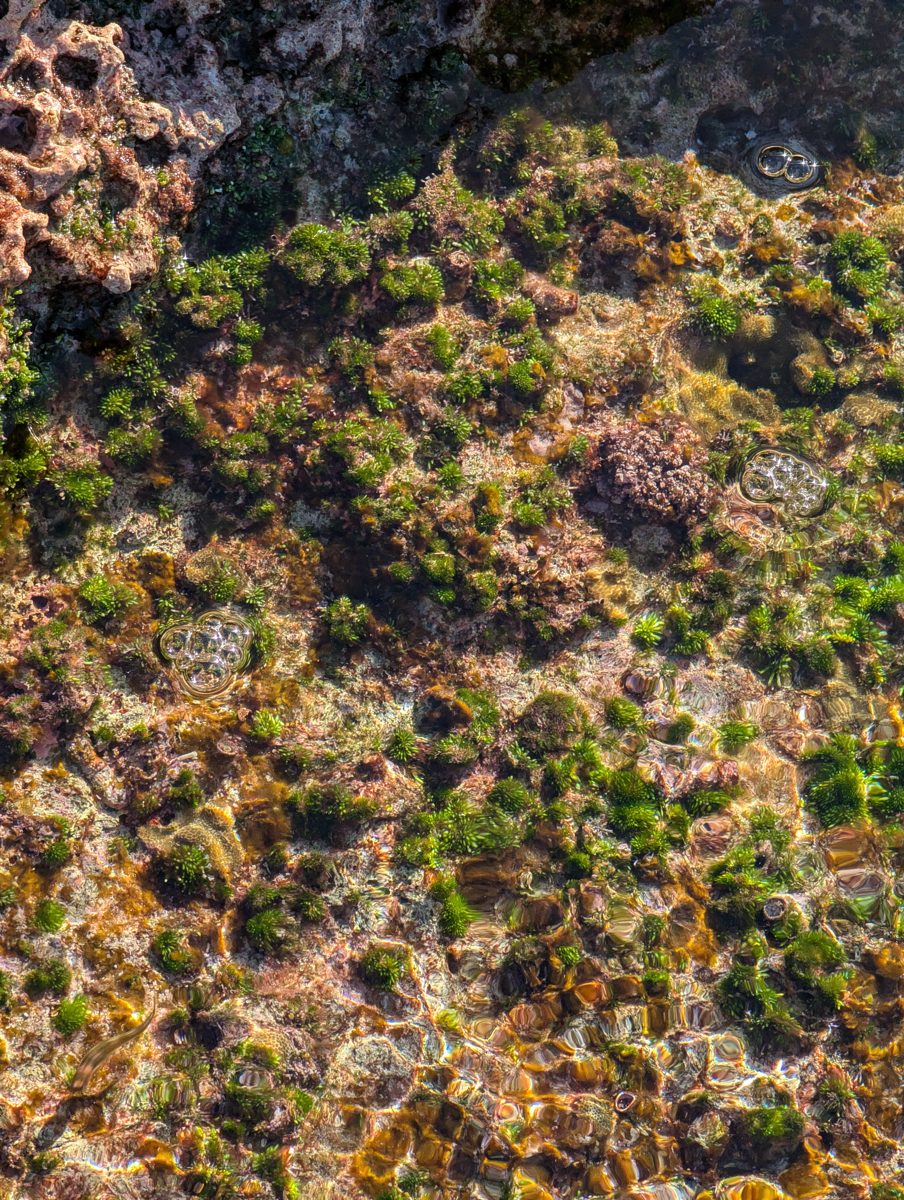 Reef-flat algae and encrusters: High-energy reef-flat photos show red calcareous crusts, green algae, and few larger corals.