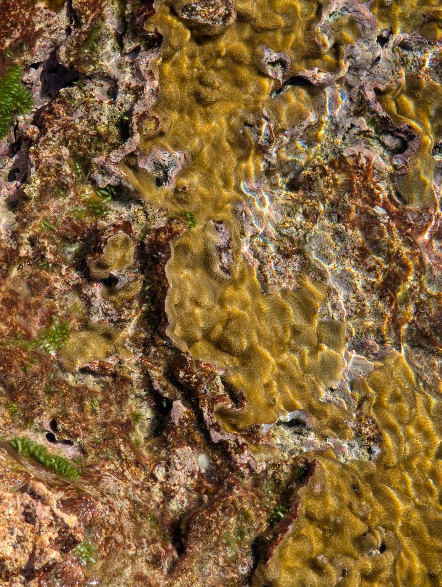 Reef-flat algae and encrusters: High-energy reef-flat photos show red calcareous crusts, green algae, and few larger corals.
