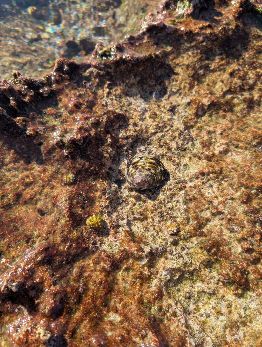 Corals in reef-flat holes: Larger corals were noted living in small holes on the encrusted reef flat.