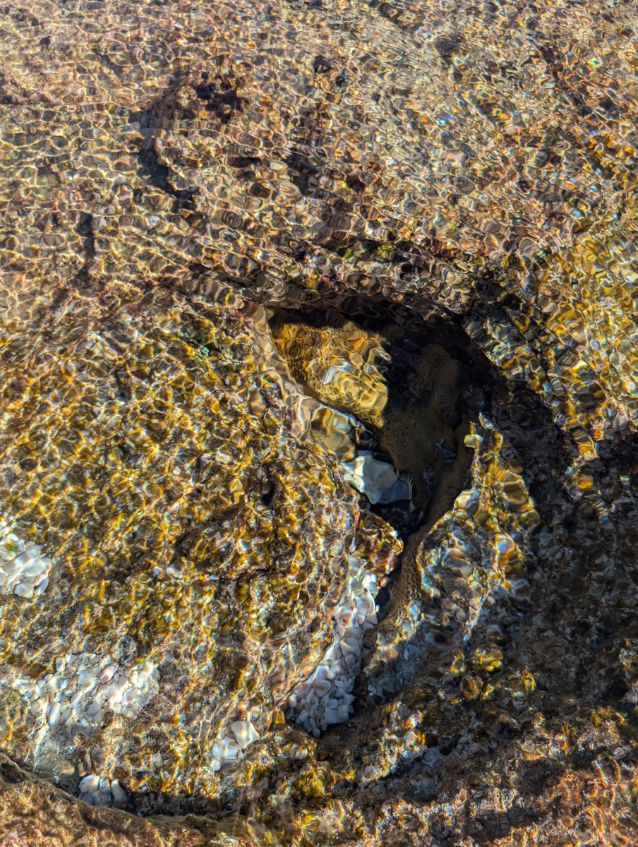 Corals in reef-flat holes: Larger corals were noted living in small holes on the encrusted reef flat.