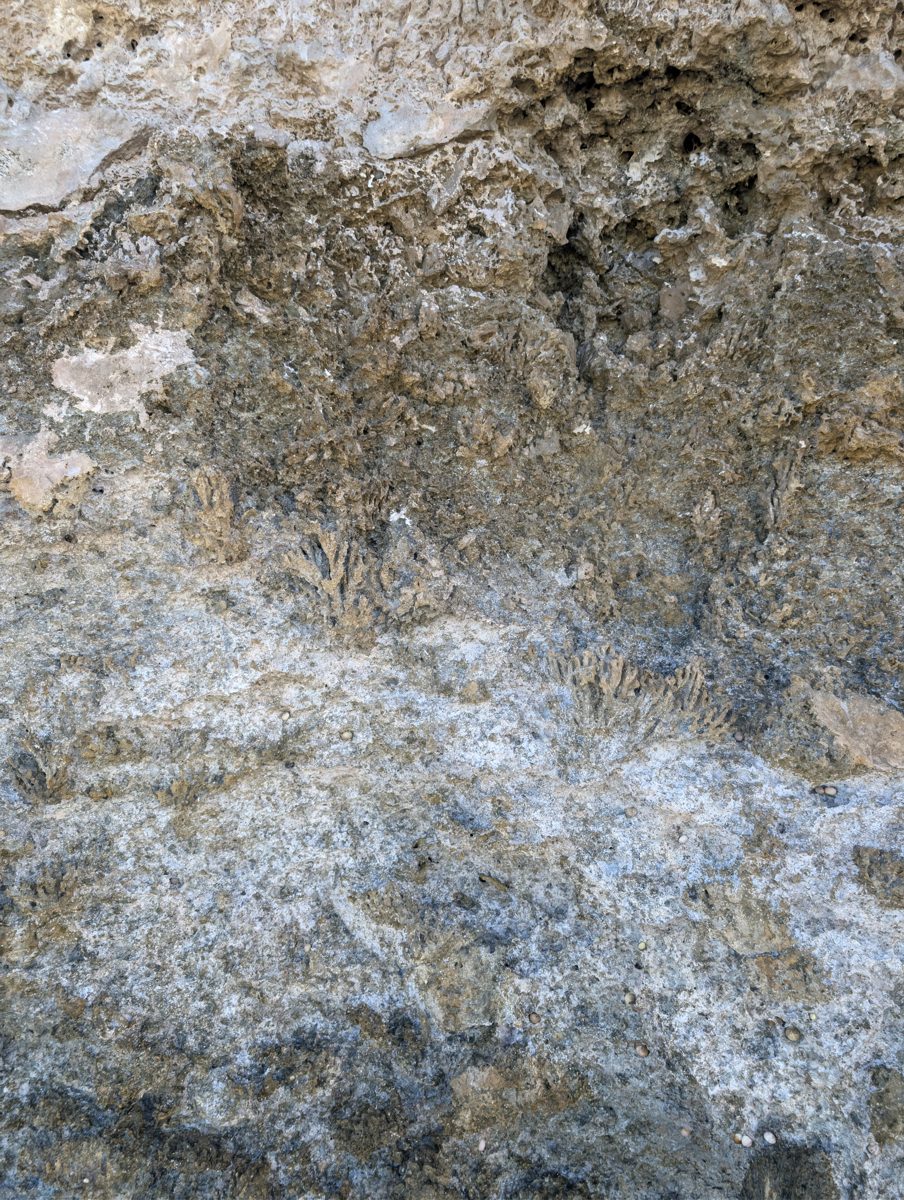 HS116 lower-unit Porites: Small in-situ Porites-like colonies were noted in the lower unit in front of the HS116 spur.