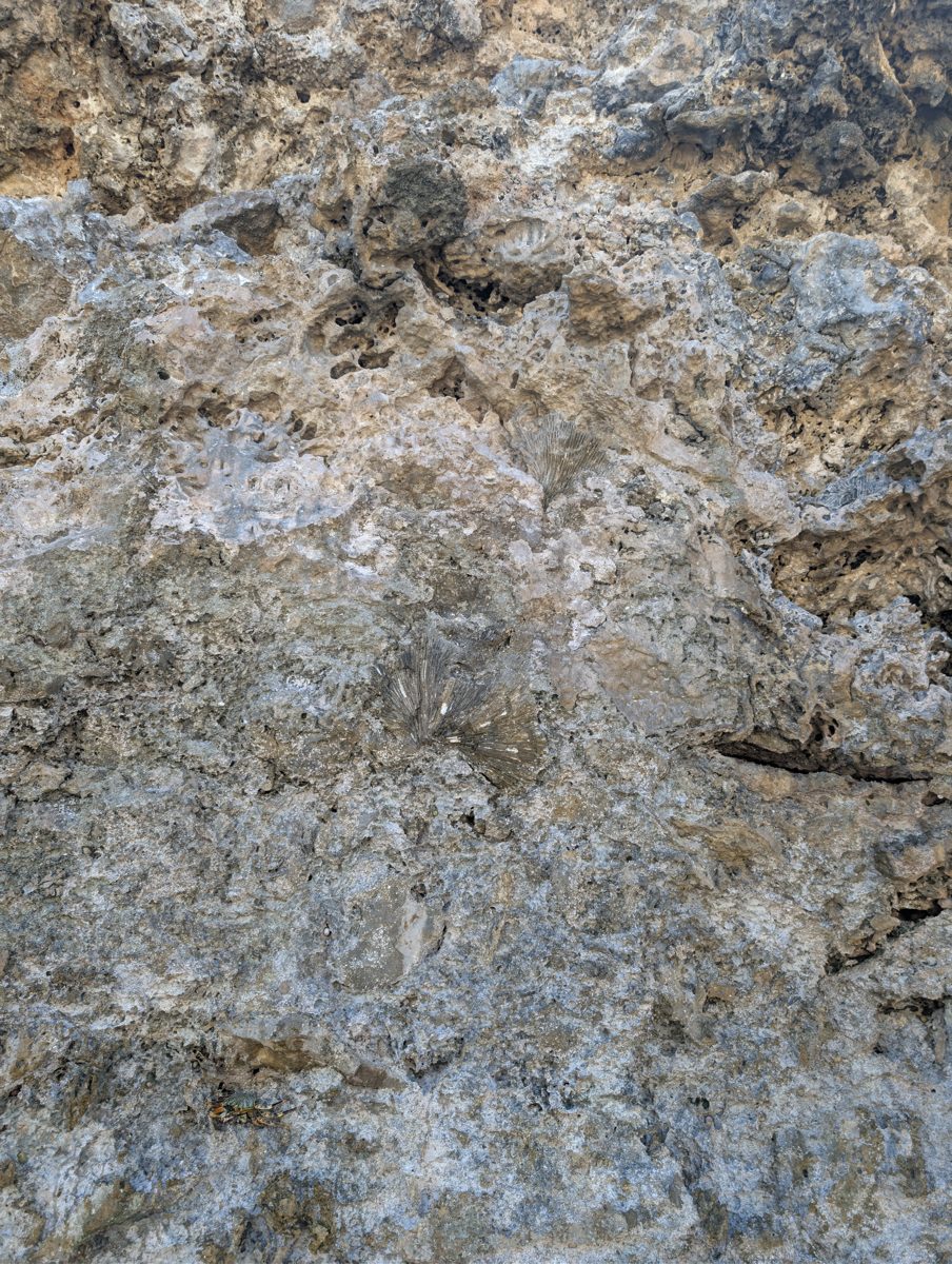 HS116 irregular unit surface: Green coral or Porites-like colonies grow on an irregular surface separating lower and upper units.
