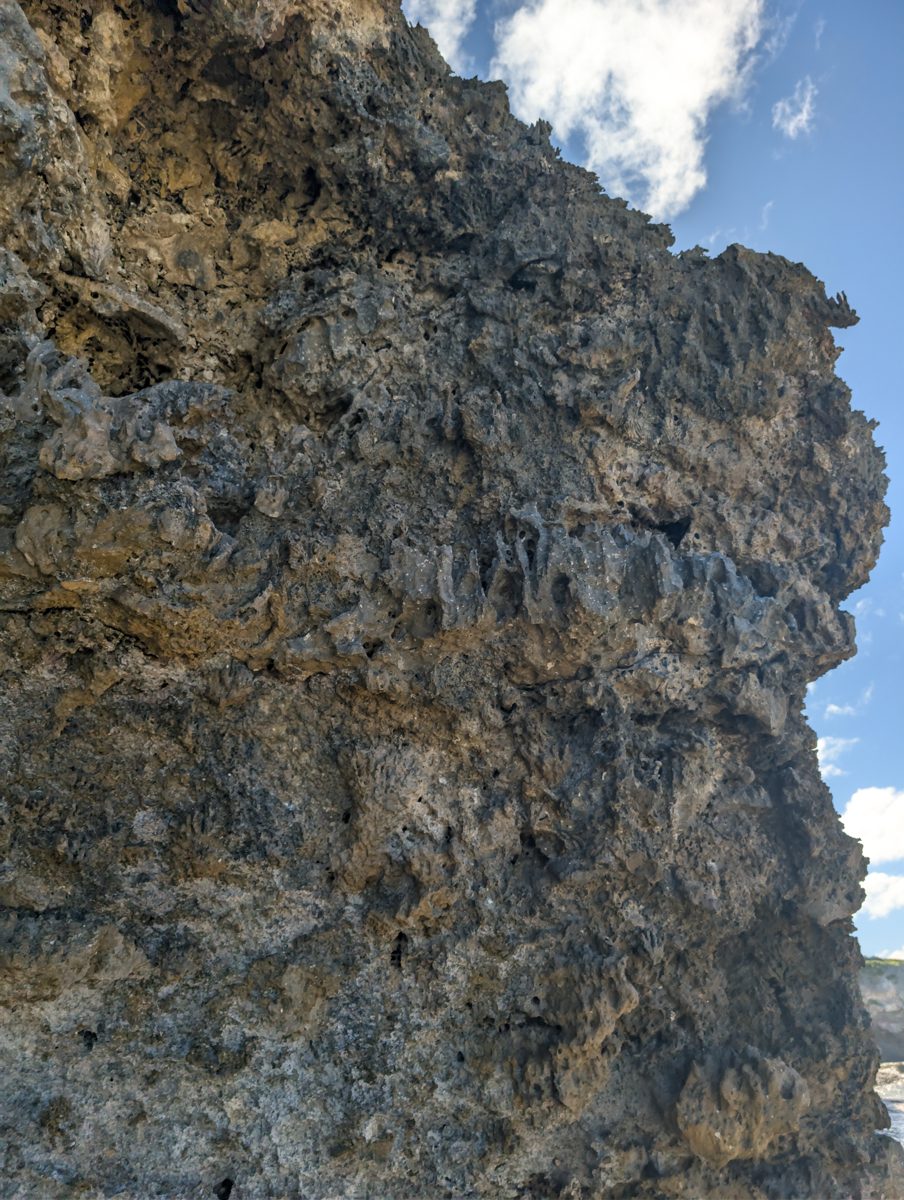 HS116 irregular unit surface: Green coral or Porites-like colonies grow on an irregular surface separating lower and upper units.