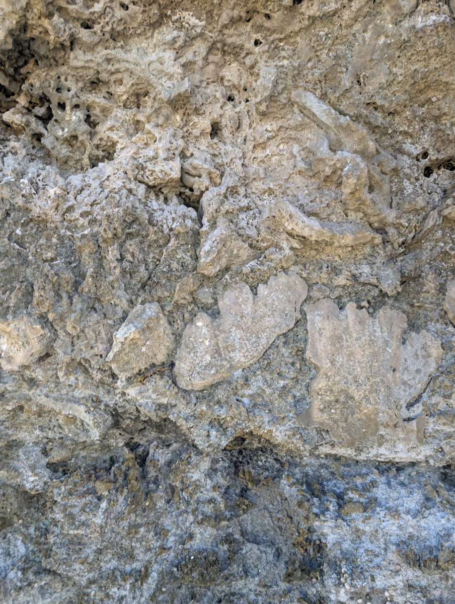 HS116 Porites framework top: A distinct Porites-like framework fabric was noted near the top of the HS116 exposure.
