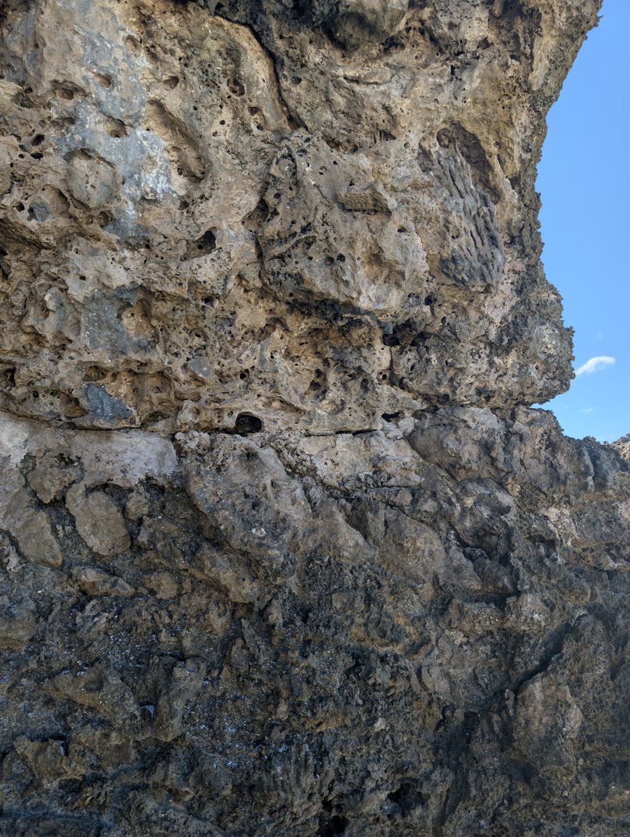 HS116 Porites framework top: A distinct Porites-like framework fabric was noted near the top of the HS116 exposure.