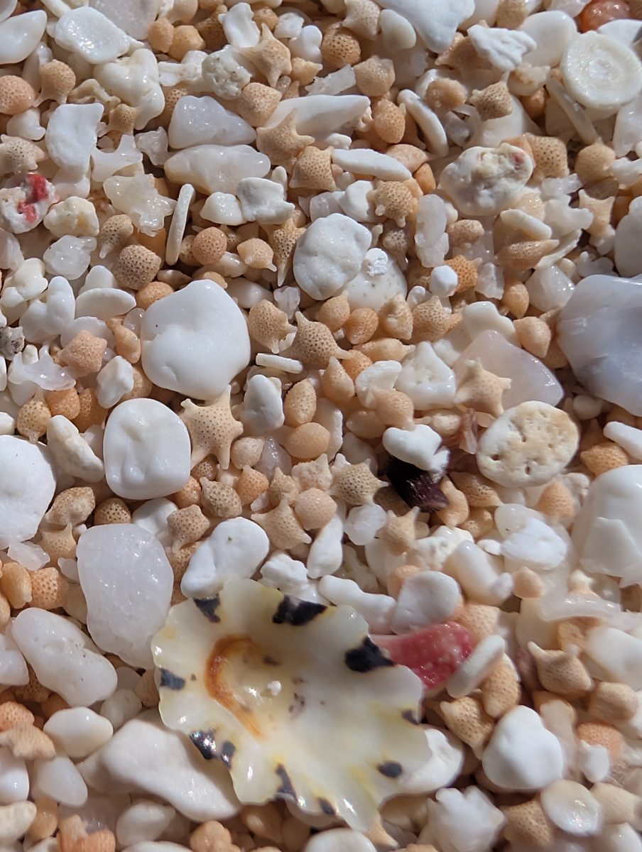 HS116 two-layer summary: HS116 has an undulating contact where in-situ corals are cut off and younger corals grow from the surface.
