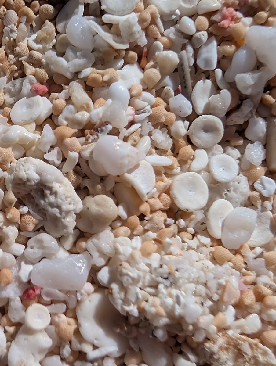 HS116 two-layer summary: HS116 has an undulating contact where in-situ corals are cut off and younger corals grow from the surface.