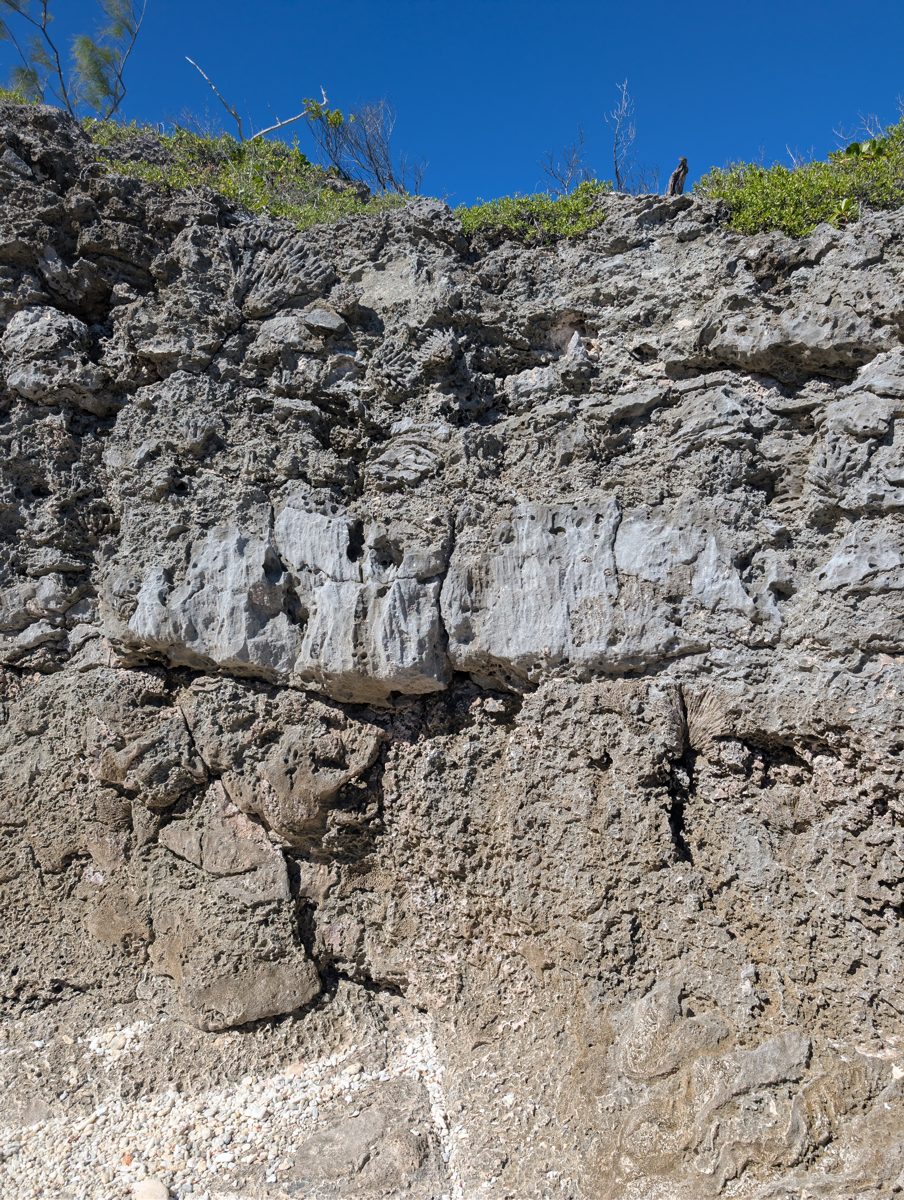 Sunlit HS117 limestone wall with a pale irregular horizontal band and large coral forms above and below it.