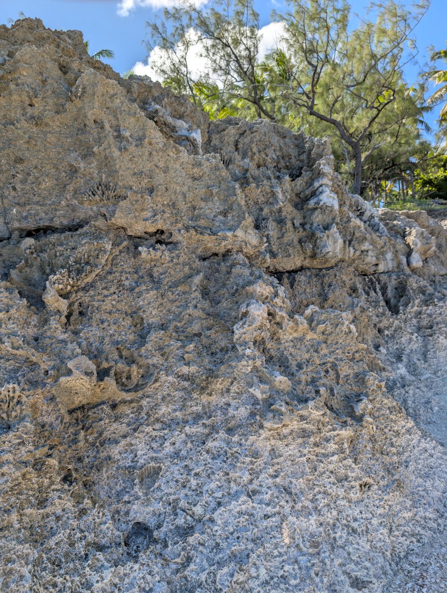 HS117 limestone exposure with coral colonies along an irregular contact surface.