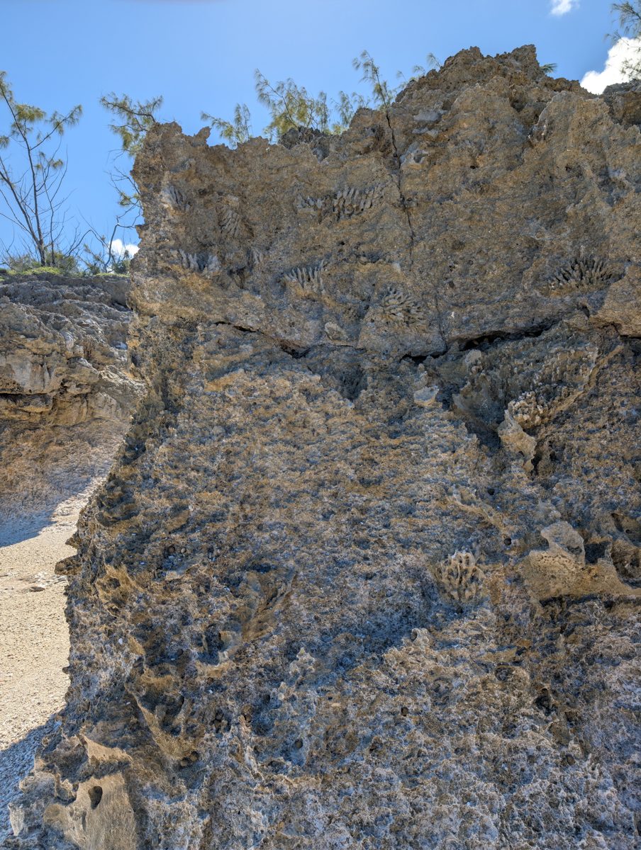 HS117 contact corals: Photos show corals growing directly on the HS117 contact surface.