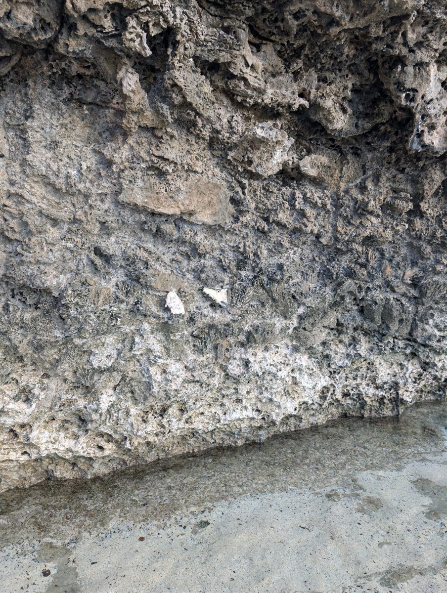 HS118 sample A height: HS118 sample A is a brain coral sighted about 130 cm above the nearby GPS point.