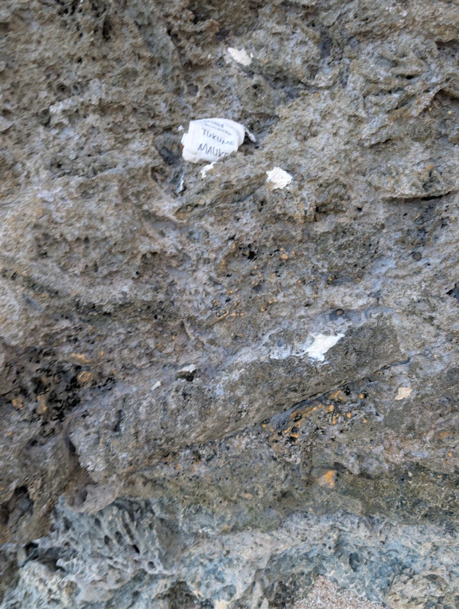 HS118C sighted height: HS118C was collected on the cliff wall and sighted about 135 cm above the nearby GPS point.