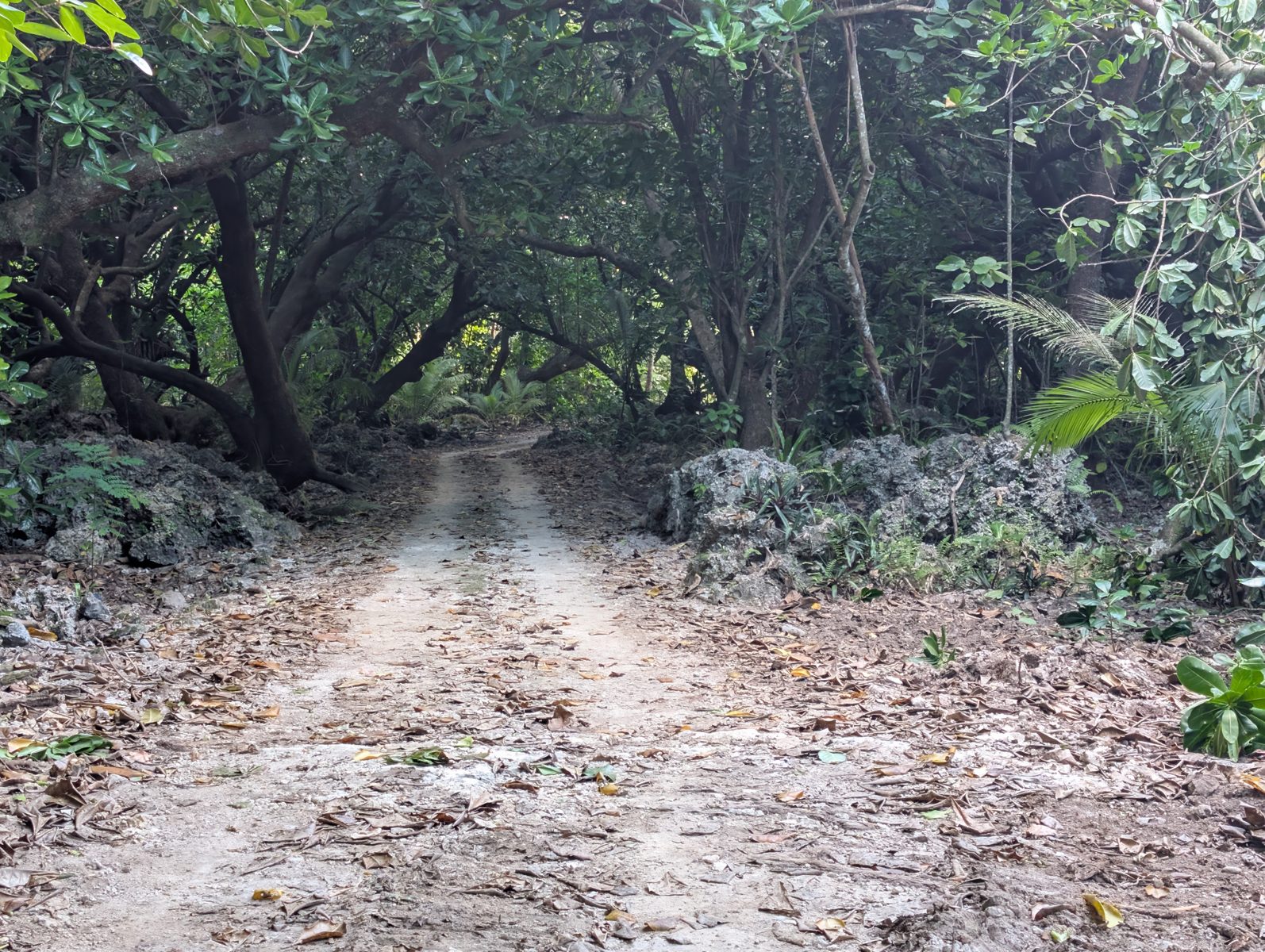 Higher makatea road photos: Photos were taken of higher makatea along the road toward town from the Takume area.