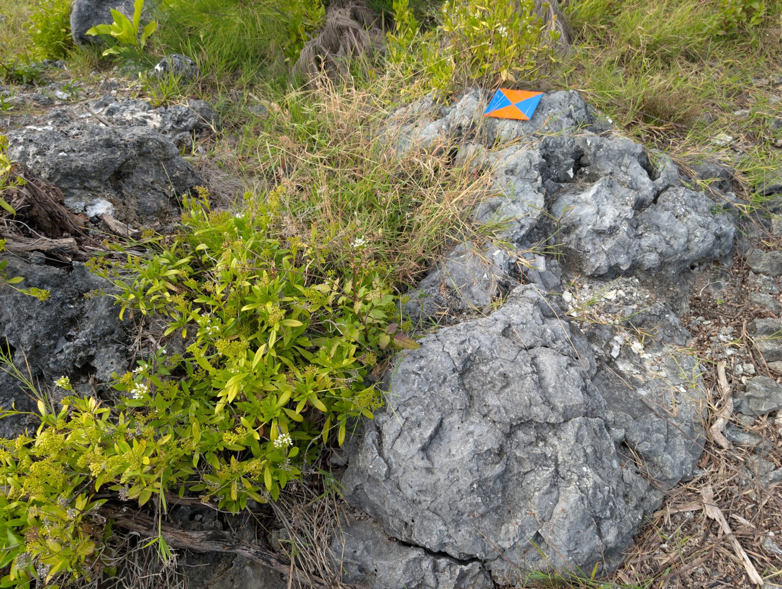 HS119 Uriaata spur and reef: HS119 at Uriaata ties to the Woodroffe and Stoddart profile framework, with an about 8 m spur and higher carbonate outcrops containing large in-situ Porites.