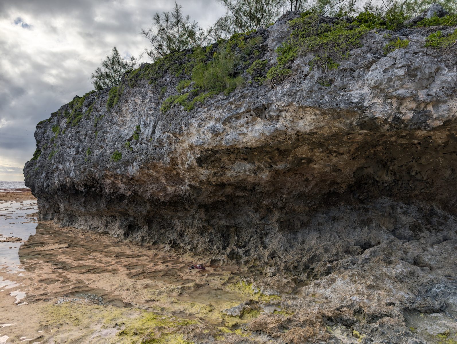 HS119 lower outcrop layering: No obvious two-layer outcrop was seen; larger Porites appeared more abundant about halfway up the cliff, with notches and weathering possibly biasing exposure.