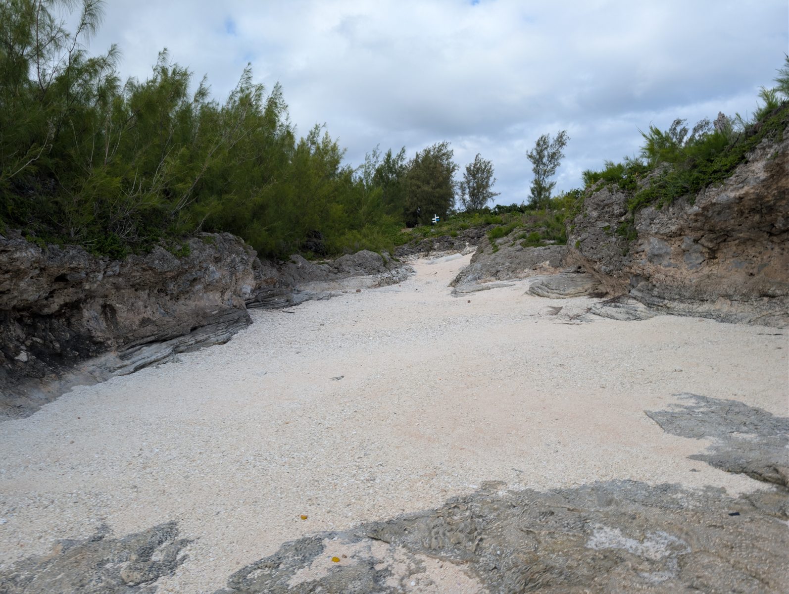 HS119 lower outcrop layering: No obvious two-layer outcrop was seen; larger Porites appeared more abundant about halfway up the cliff, with notches and weathering possibly biasing exposure.