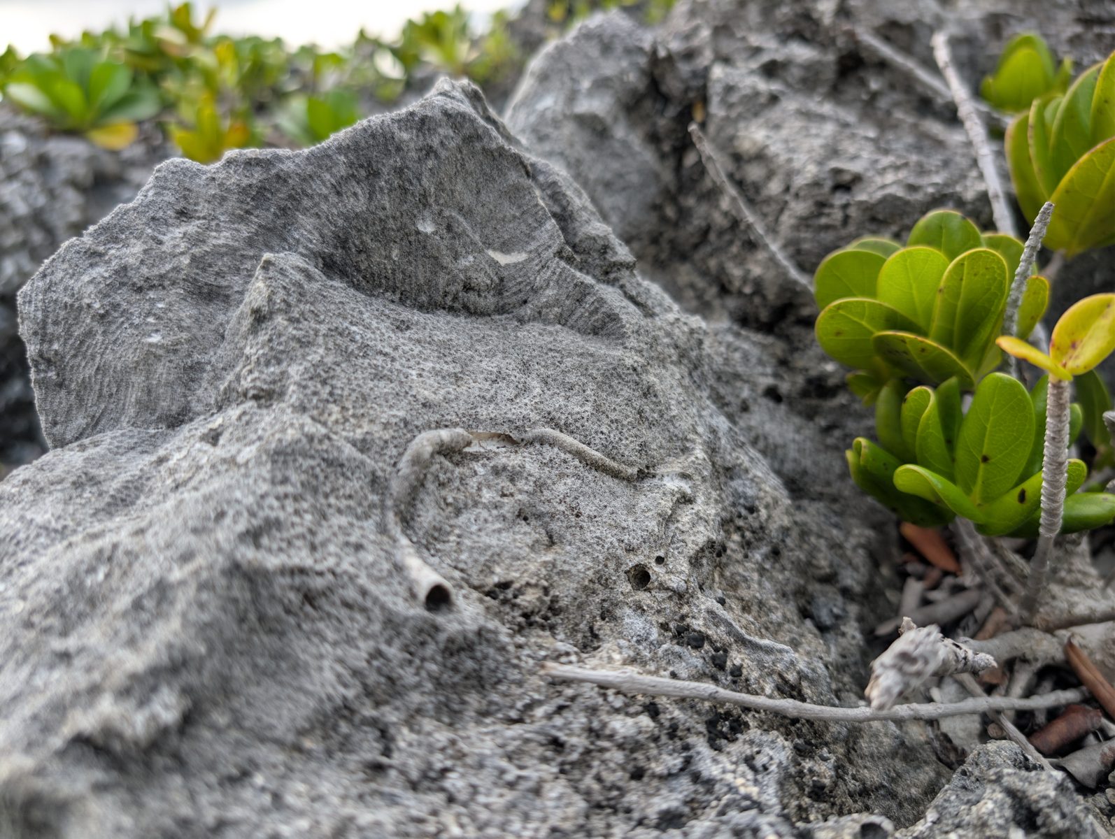 HS119 upper reef texture: Weathered upper reef preserves visible original carbonate textures, including borings or worm tubes through coral tops.