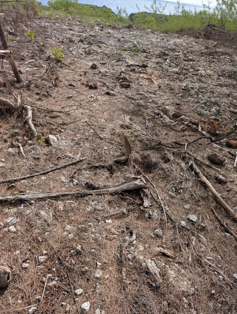 HS119 cleared rubble exposure: A drone-identified clearing east of HS119 exposes mostly backhoe-cleared reef-framework rubble, with in-situ relations uncertain and large boulders near the road.