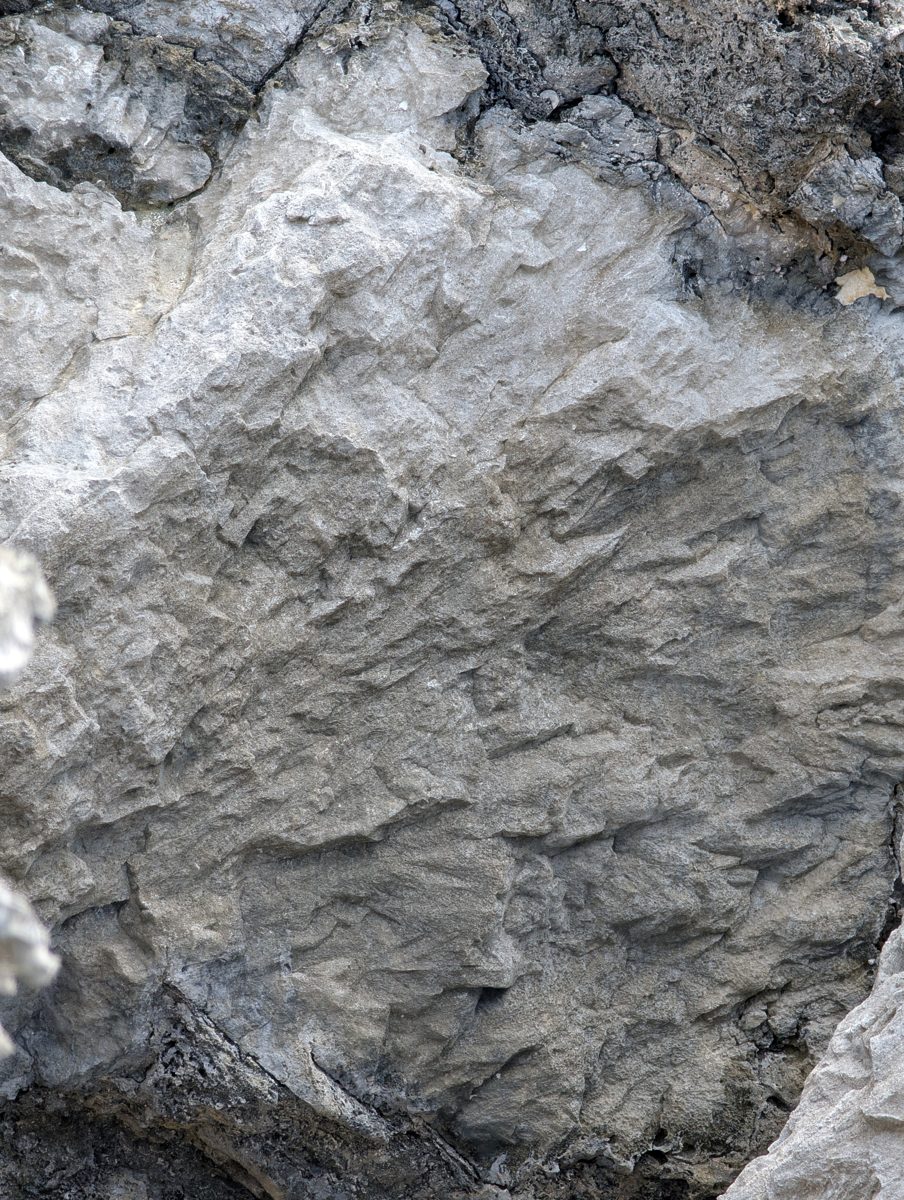 HS119 modern microatolls: Modern microatolls were observed forming in the lowest tidal pools at HS119.