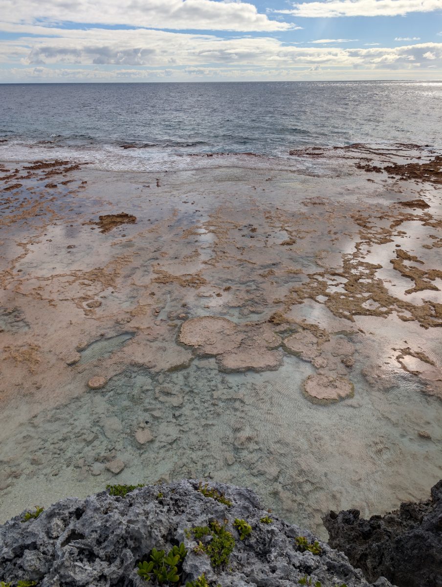 HS119 modern microatolls: Modern microatolls were observed forming in the lowest tidal pools at HS119.